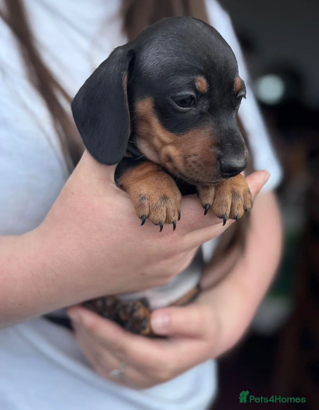 Dachshund dogs for sale: Dachshund puppies in Colwyn Bay - Advert 12