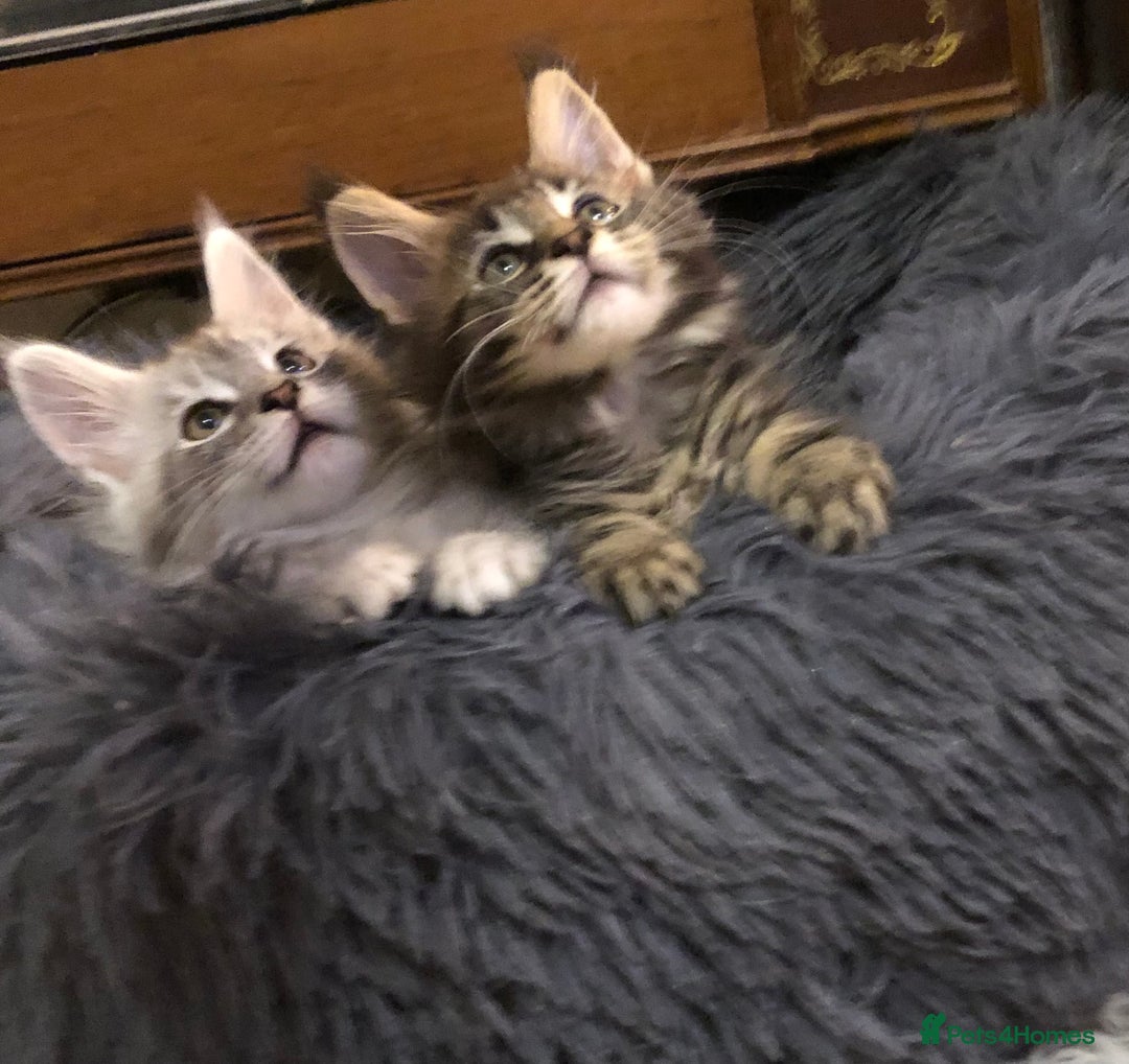 Maine Coon cats for sale: Maincoon kittens ready now  - Image 33
