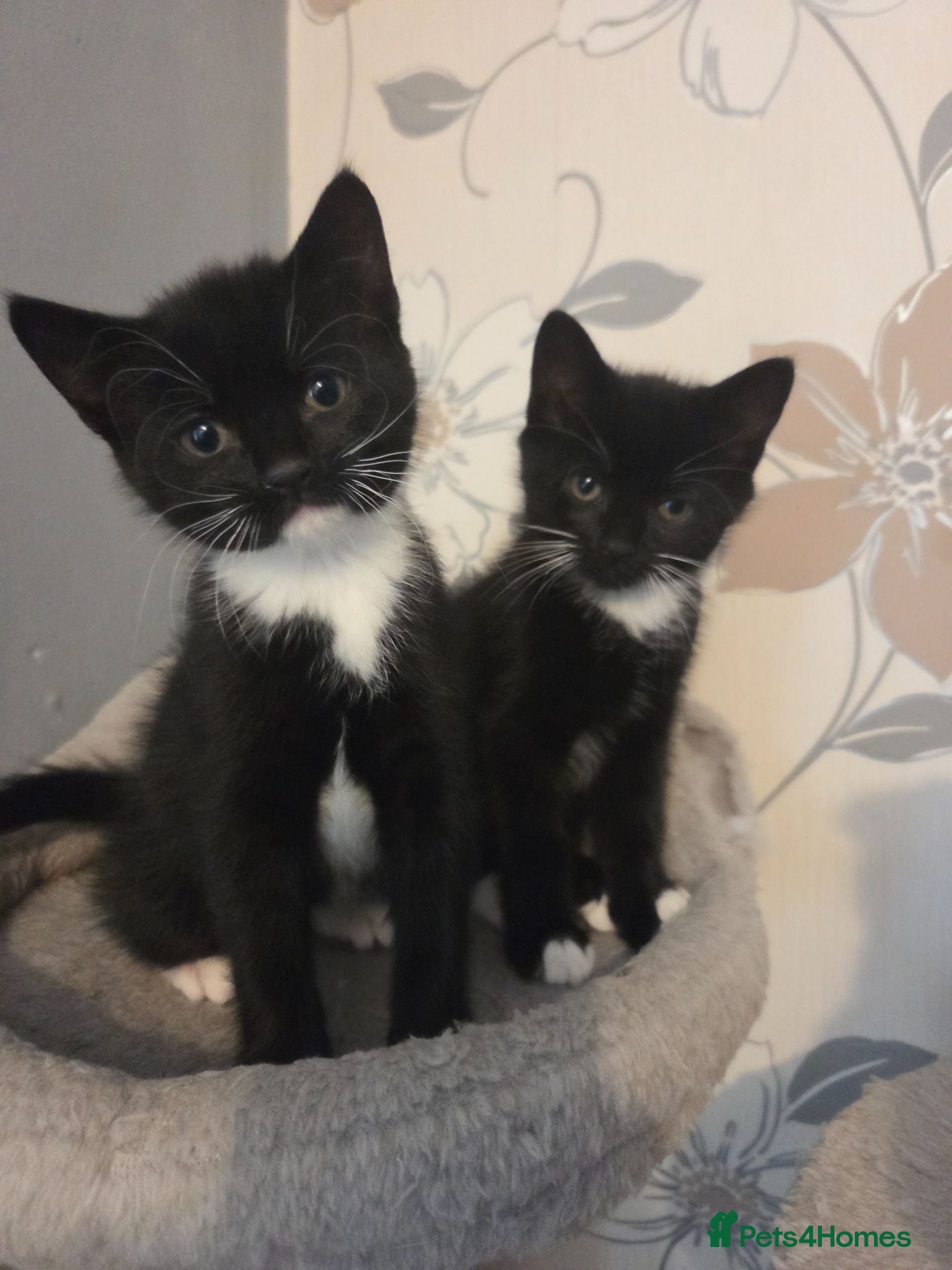 British Shorthair cats 3 beautiful kittens for sale - Advert 15