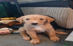 Mixed Breed dogs for sale: 4x Lab×Collie puppys - Image 4