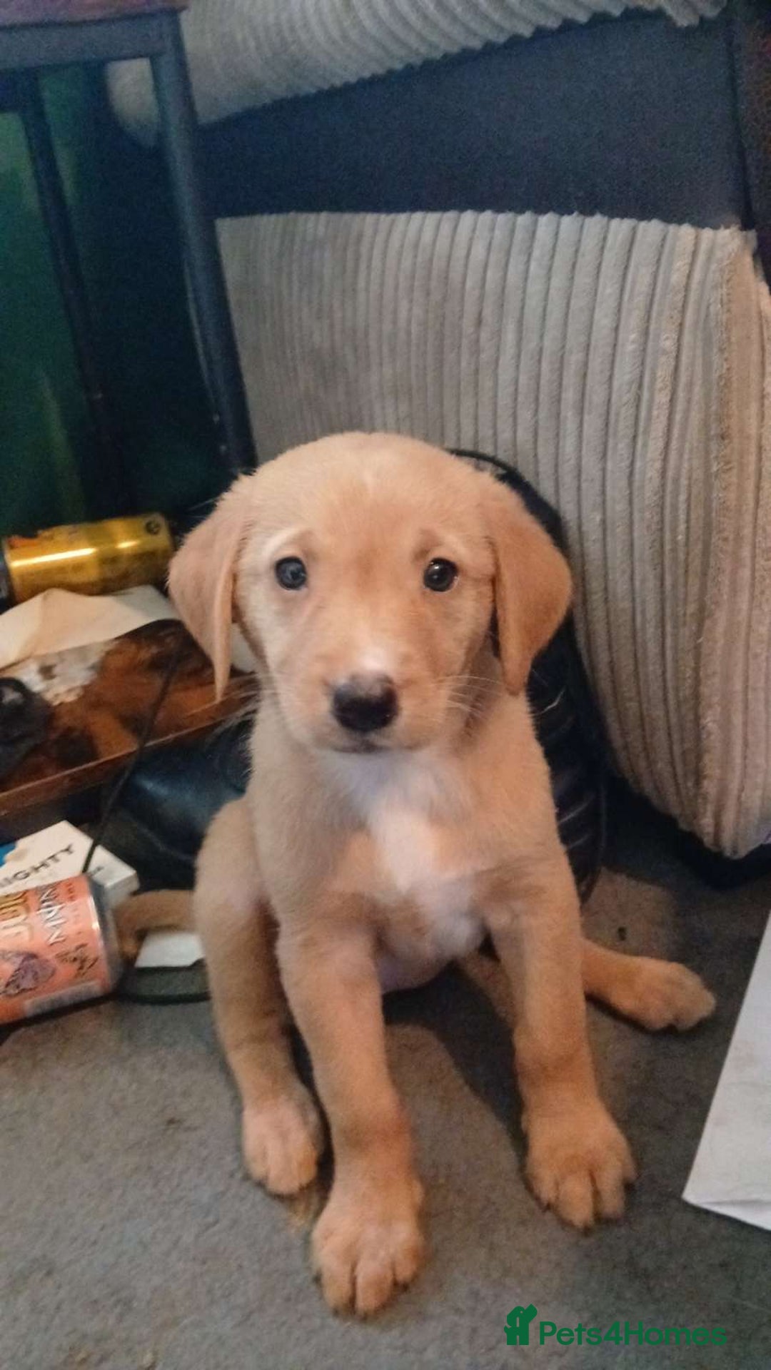Mixed Breed dogs for sale: 4x Lab×Collie puppys - Image 4