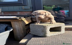 Labrador Retriever dogs for sale: Gorgeous KC Silver & Charcoal Labs - Image 6