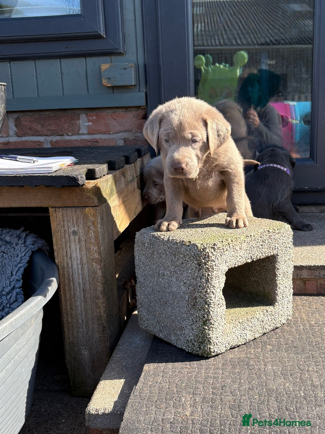 Labrador Retriever dogs for sale: Gorgeous KC Silver & Charcoal Labs - Image 6
