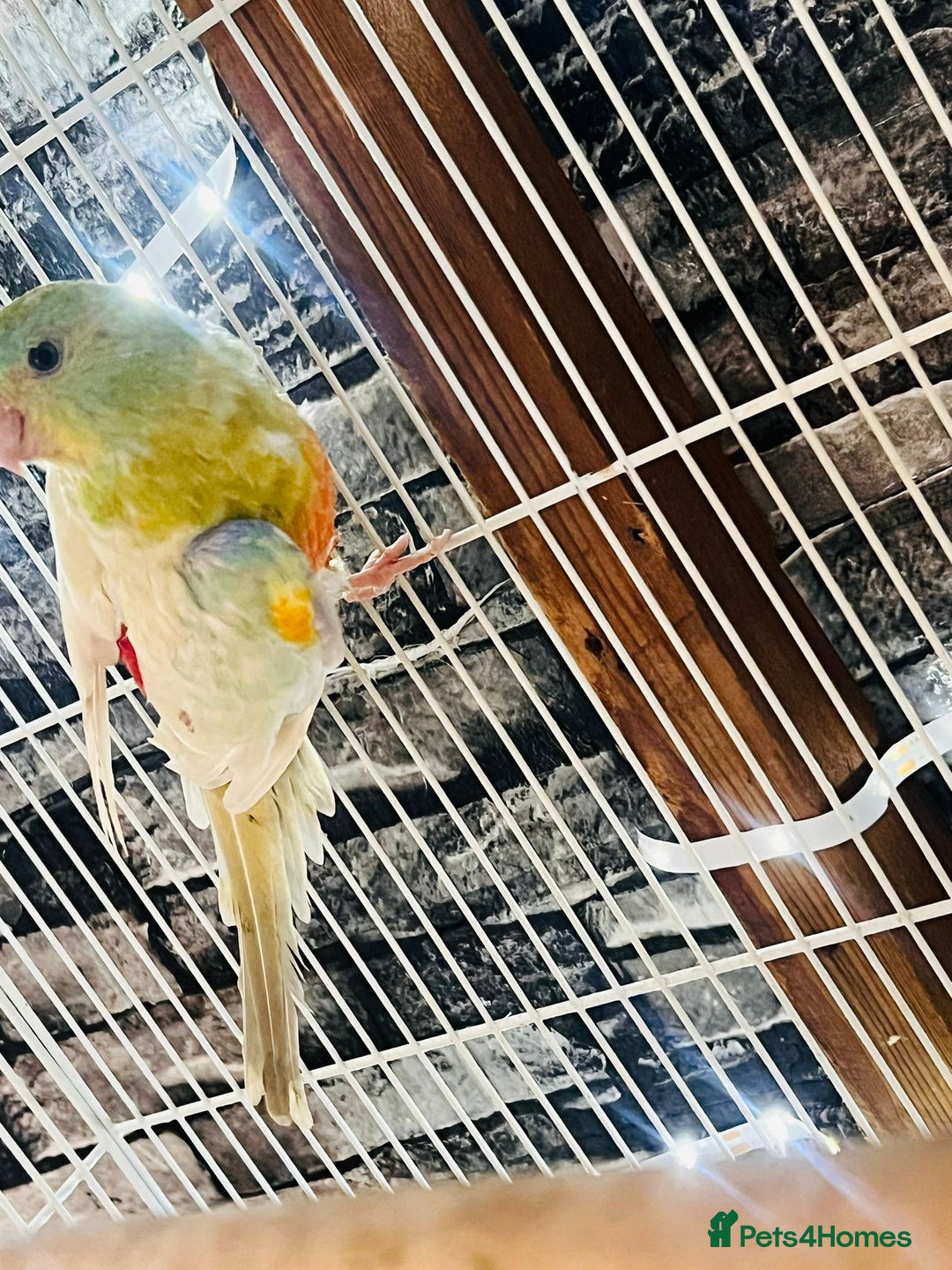 Parakeets birds for sale: Male red rump parakeet and female lovebird  - Advert 5
