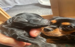 Cavapoo dogs for sale: Cavapoo - Image 23