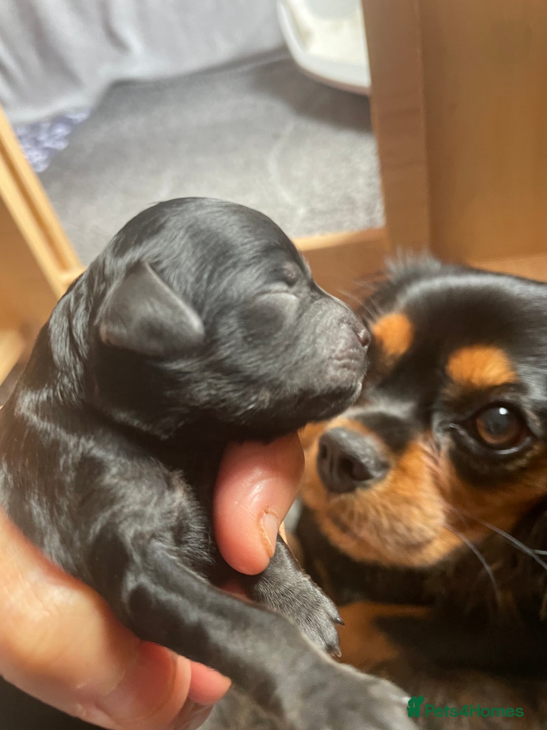 Cavapoo dogs for sale: Cavapoo - Image 23