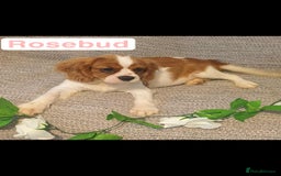 Cavalier King Charles Spaniel dogs for sale: Beautiful quality kc registered cavalier puppies  - Image 36