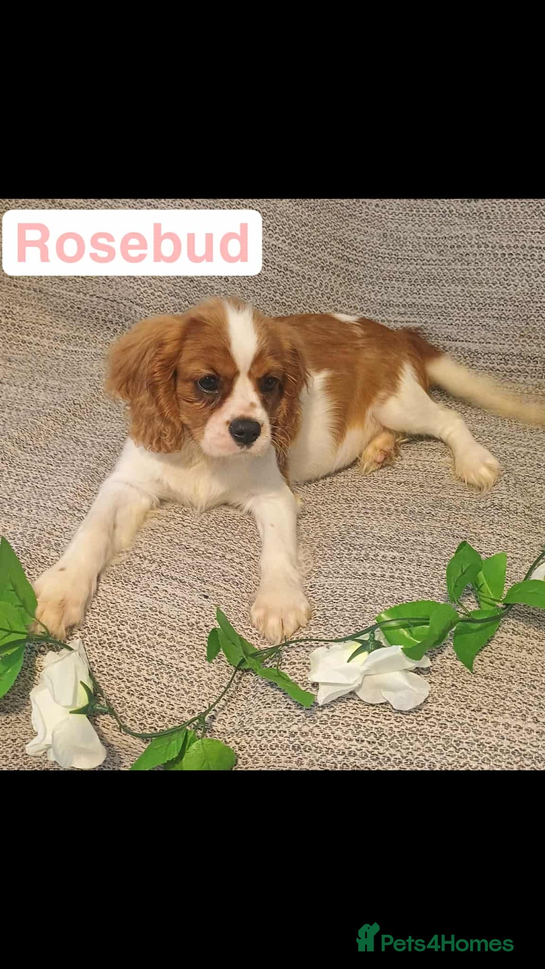 Cavalier King Charles Spaniel dogs for sale: Beautiful quality kc registered cavalier puppies  - Image 36