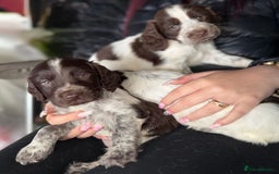 Sprocker dogs for sale: unbelievably marked sprockers 😍 - Image 6