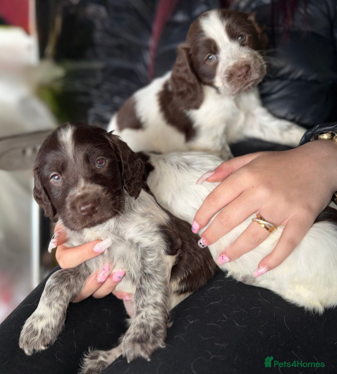 Sprocker dogs for sale: unbelievably marked sprockers 😍 - Image 6