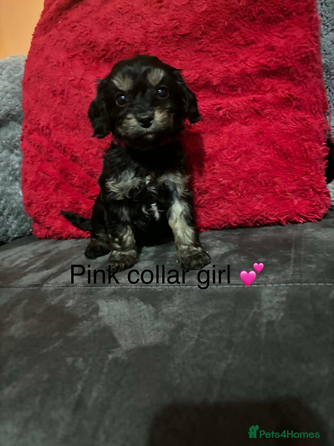 Cavapoo dogs for sale: Cavapoos ready 23rd December 🥰🥰 - Advert 8