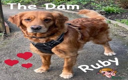 Golden Retriever dogs for sale: Dark Red Golden Retriever Pups  - Image 4