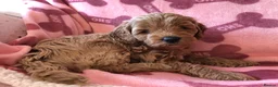 Cavapoo dogs for sale: Stunning red Cavapoo puppies  - Advert 24