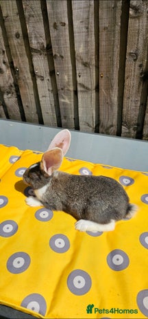 Giant Rabbits for sale | Pets4Homes