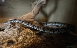 Python Snake reptiles for sale: Ball Python & Vivarium - Advert 4