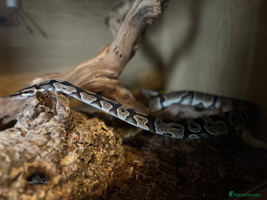Python Snake reptiles for sale: Ball Python & Vivarium - Advert 4