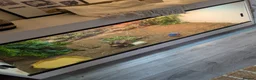 Tortoise reptiles for sale: Sulcata tortoise and vivarium for **SALE** - Advert 4