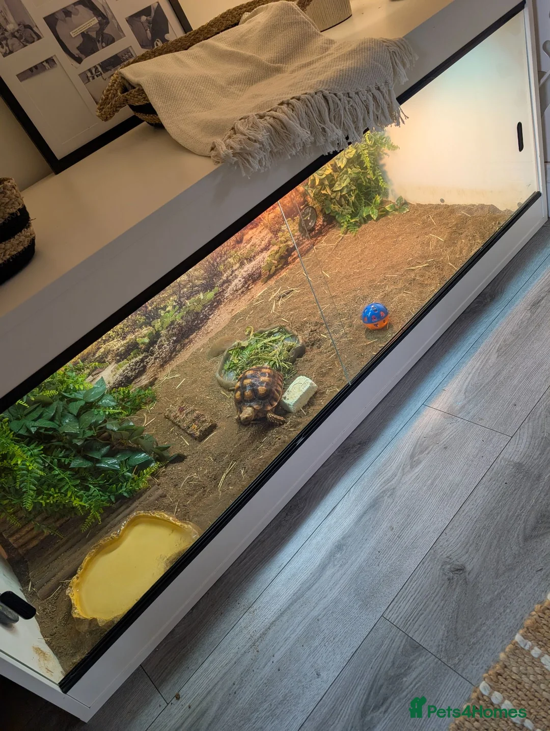 Tortoise reptiles for sale: Sulcata tortoise and vivarium for **SALE** - Advert 4