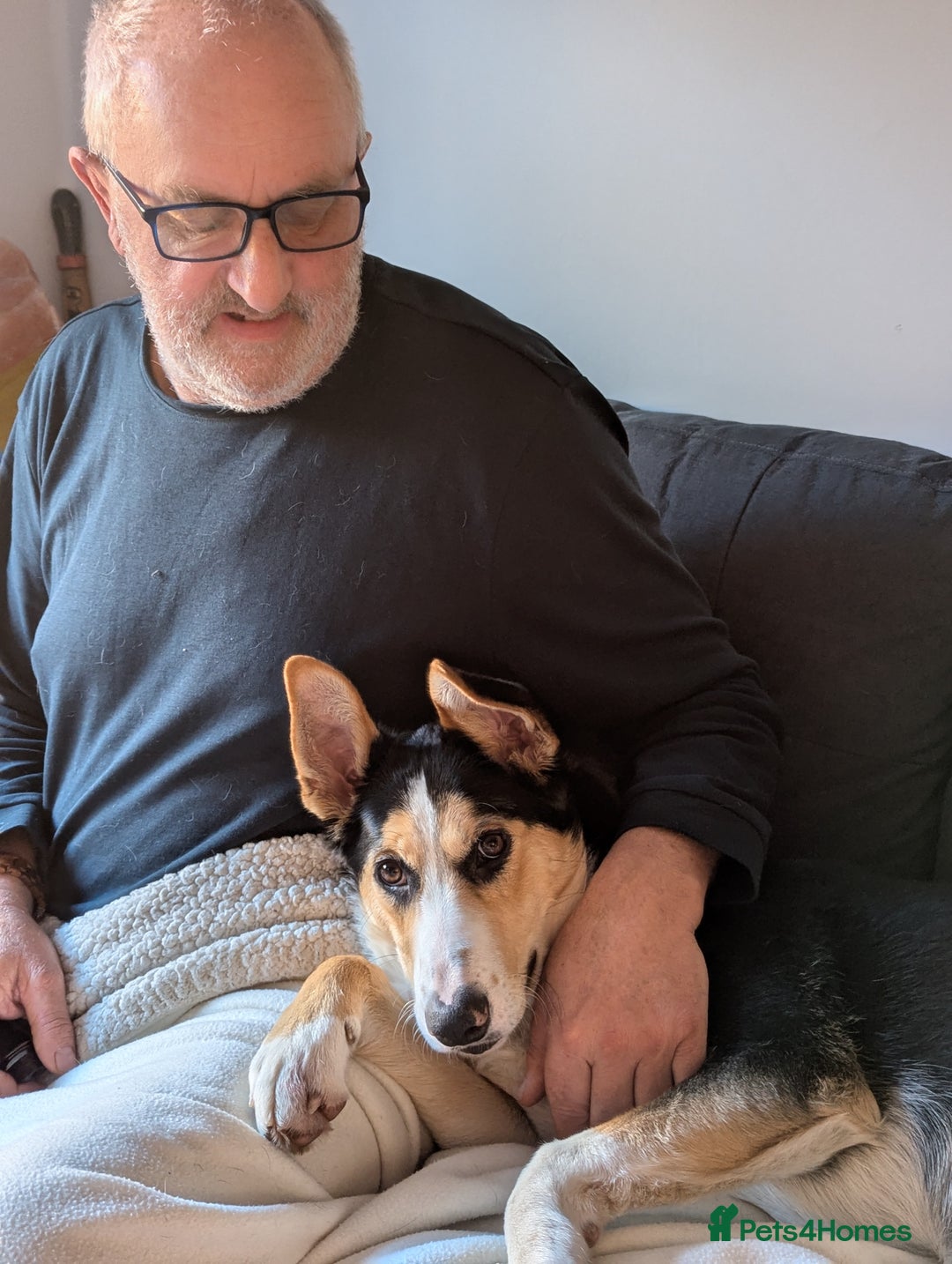 Mixed Breed dogs for adoption: ESSIE  - Advert 8