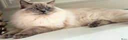 Ragdoll cats for sale: PEDIGREE RAGDOLL KITTENS FROM GCCF REGISTERED - Advert 4