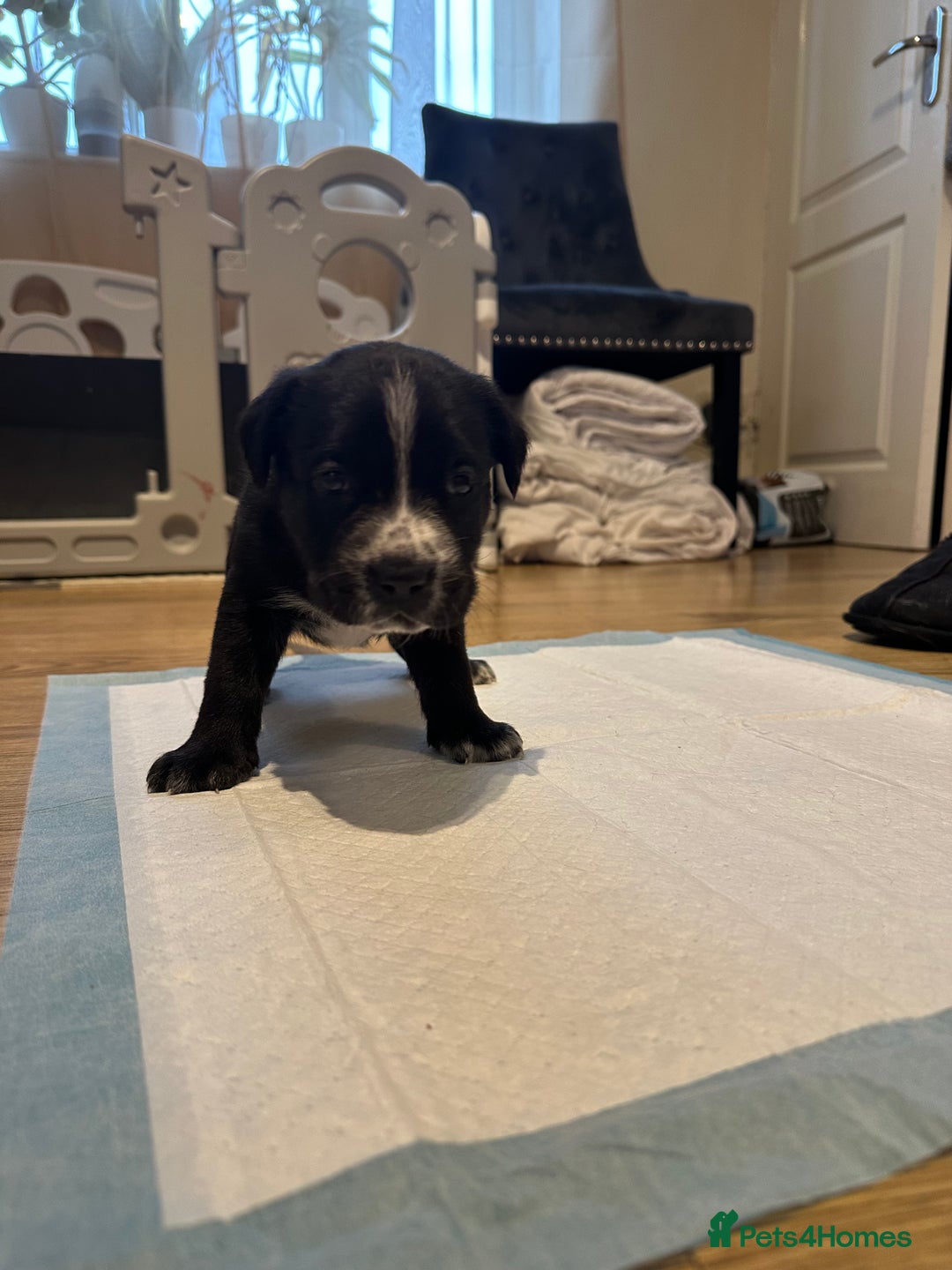 Mixed Breed dogs for sale: Lab- Cane Corso Puppies Looking for Loving Homes - Advert 9