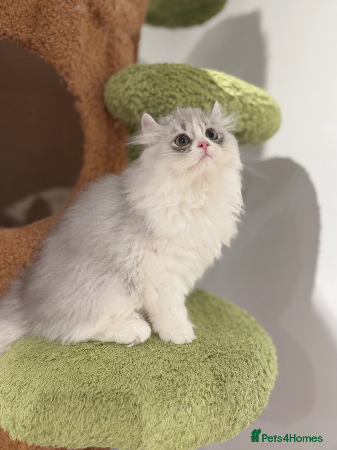 Munchkin cats for sale: Top level Super stunning & rare Minuet - Advert 15