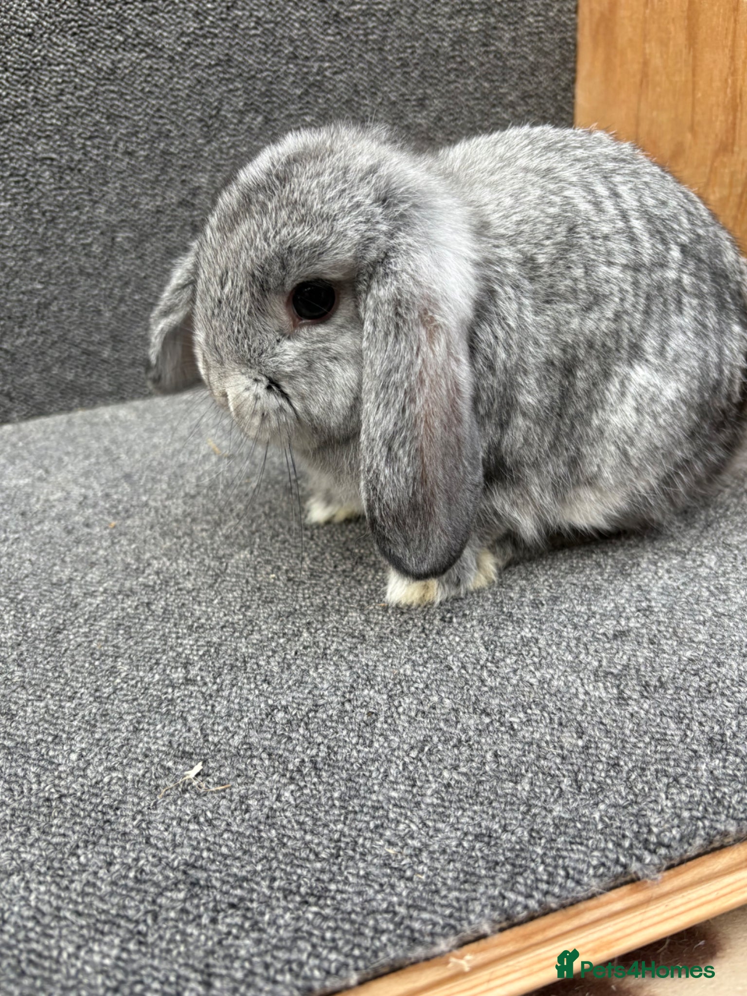 Mixed Breed rabbits Mini Lop x Dwarf Lop  - Advert 1
