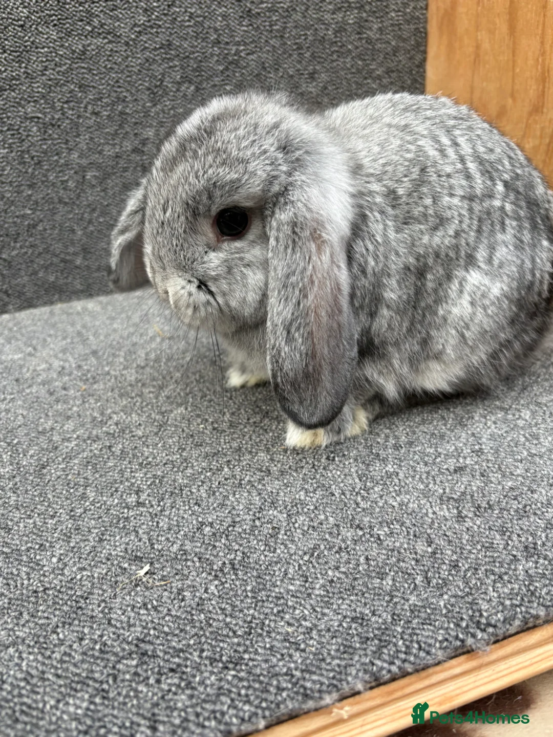 Mixed Breed rabbits for sale: Mini Lop x Dwarf Lop  - Advert 1