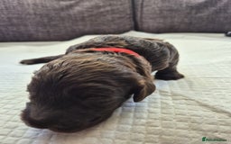 Sproodle dogs for sale: 2 choc girls left and 1 white & brown boy - Image 11