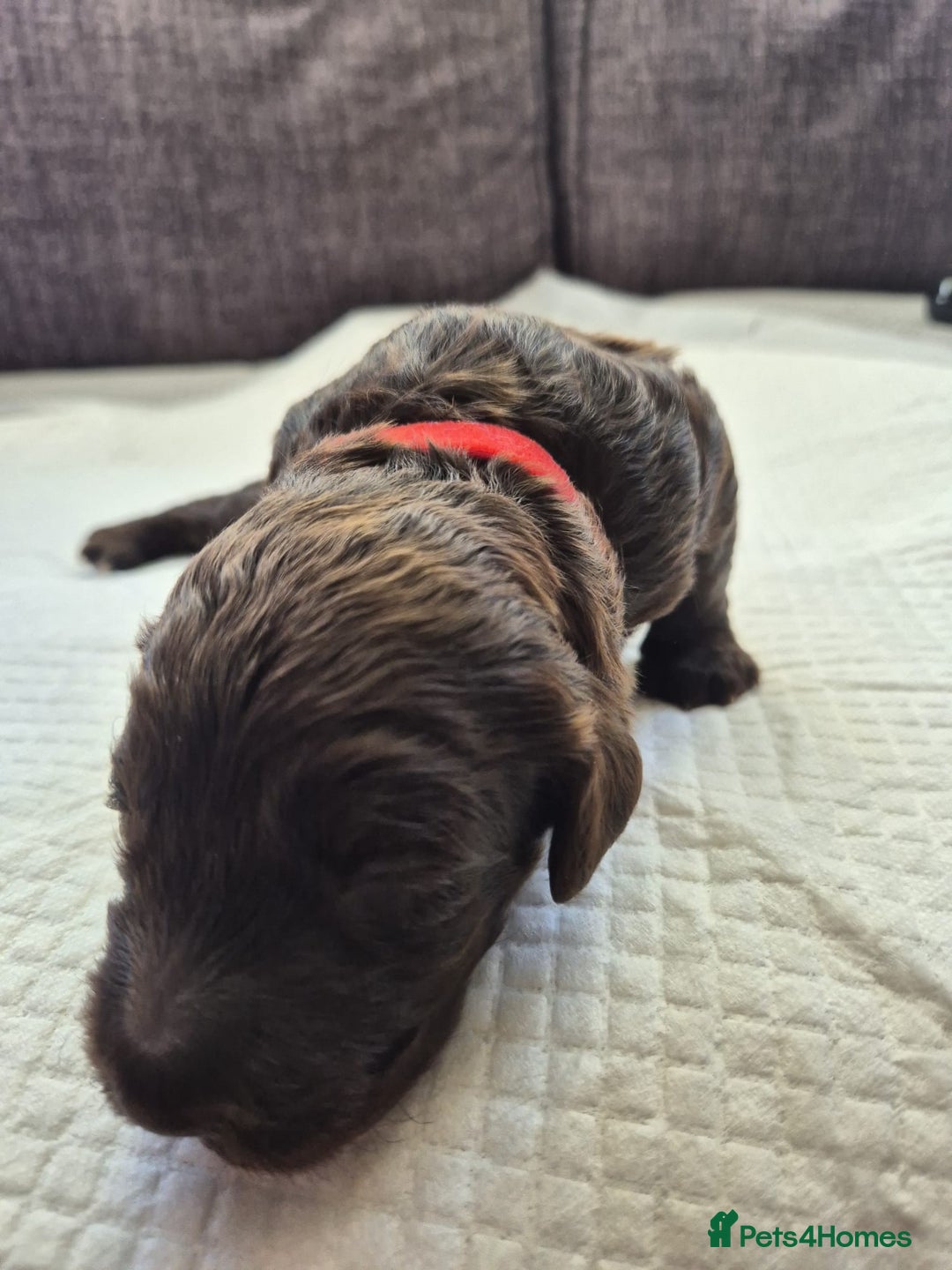 Sproodle dogs for sale: 2 choc girls left and 1 white & brown boy - Image 11