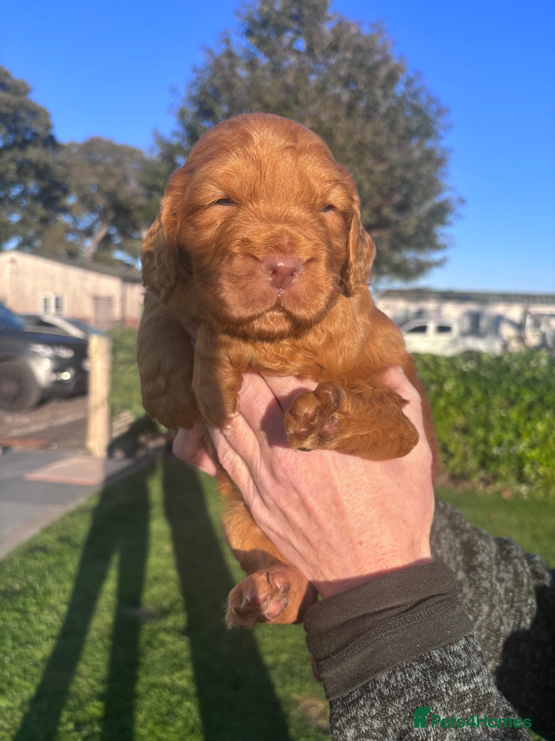 Cocker Spaniel dogs for sale: Stunning KC reg pedigree working cocker spaniels.  - Image 9