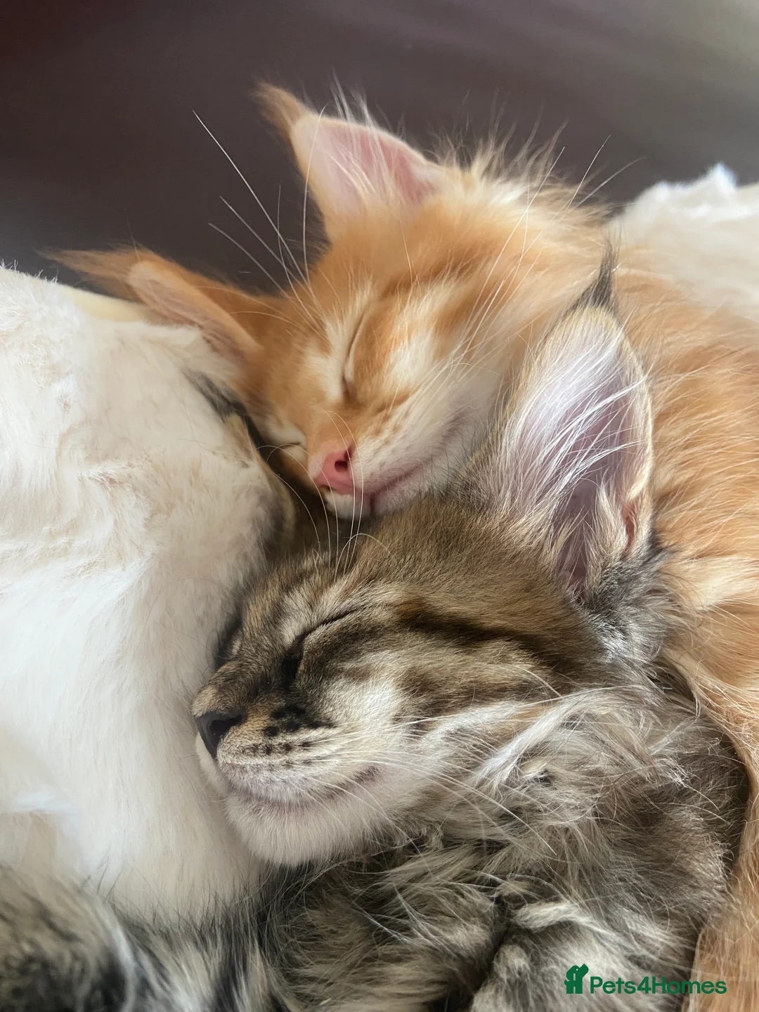 Maine Coon cats for sale: GCCF registered Dog 🐶 Friendly  - Advert 13