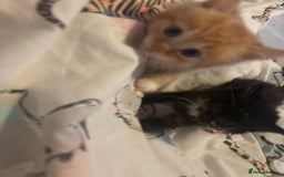 Mixed Breed cats for sale: Kittens for sale ginger boys  - Image 4