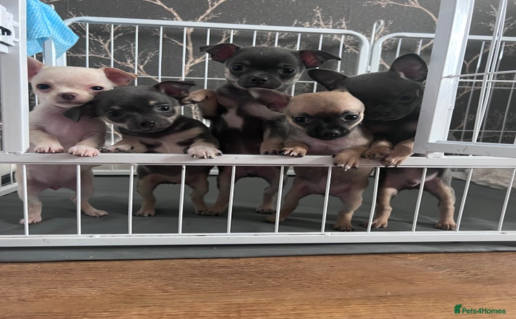Chihuahua dogs - Advert 15