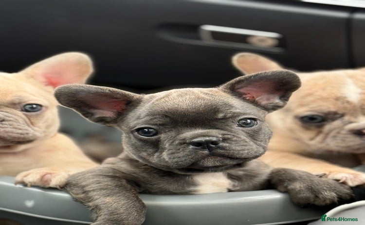 French Bulldog dogs - Advert 2