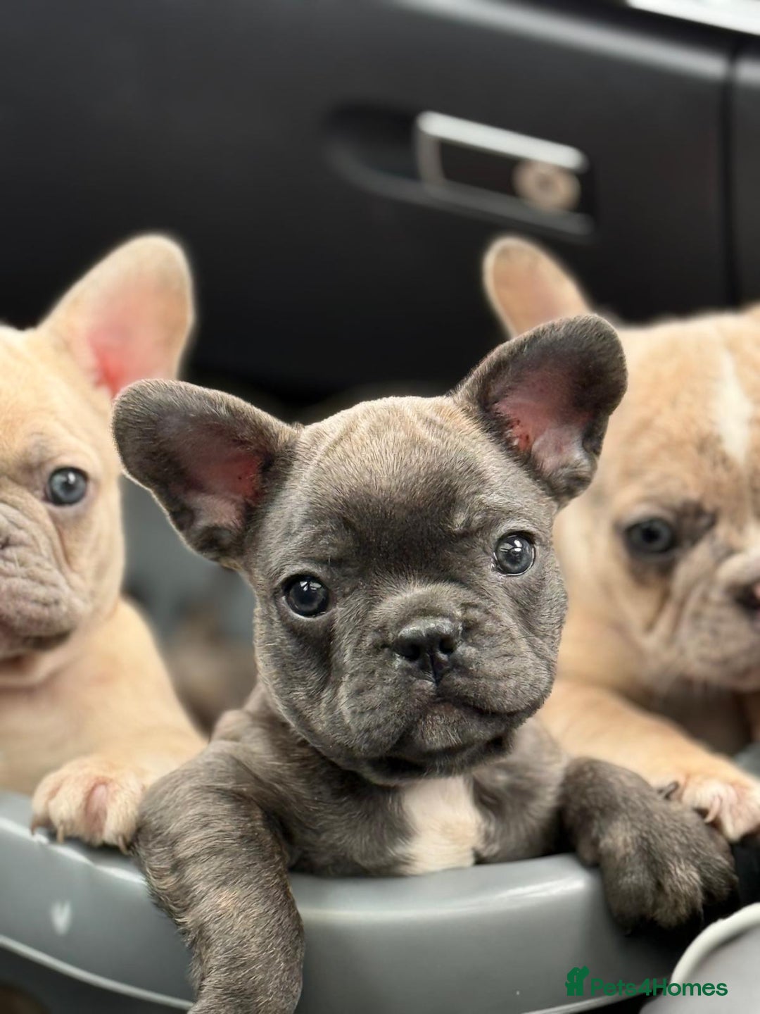 French Bulldog dogs for sale: Top quality french Buldog for sale  - Image 1