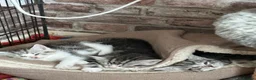 British Shorthair cats for sale: British shorthair x tabby - Advert 9