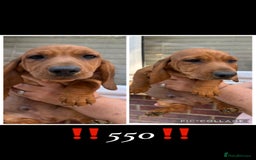 Dachshund dogs for sale: Last Boy available  - Image 1