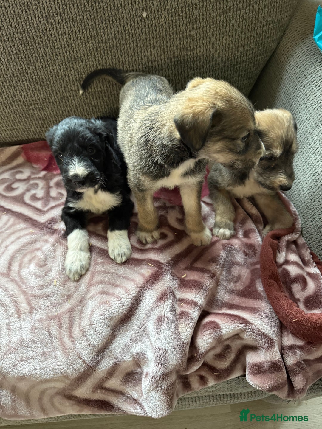 Lurcher dogs for sale: Beautiful woolly coated lurcher pups  - Advert 15