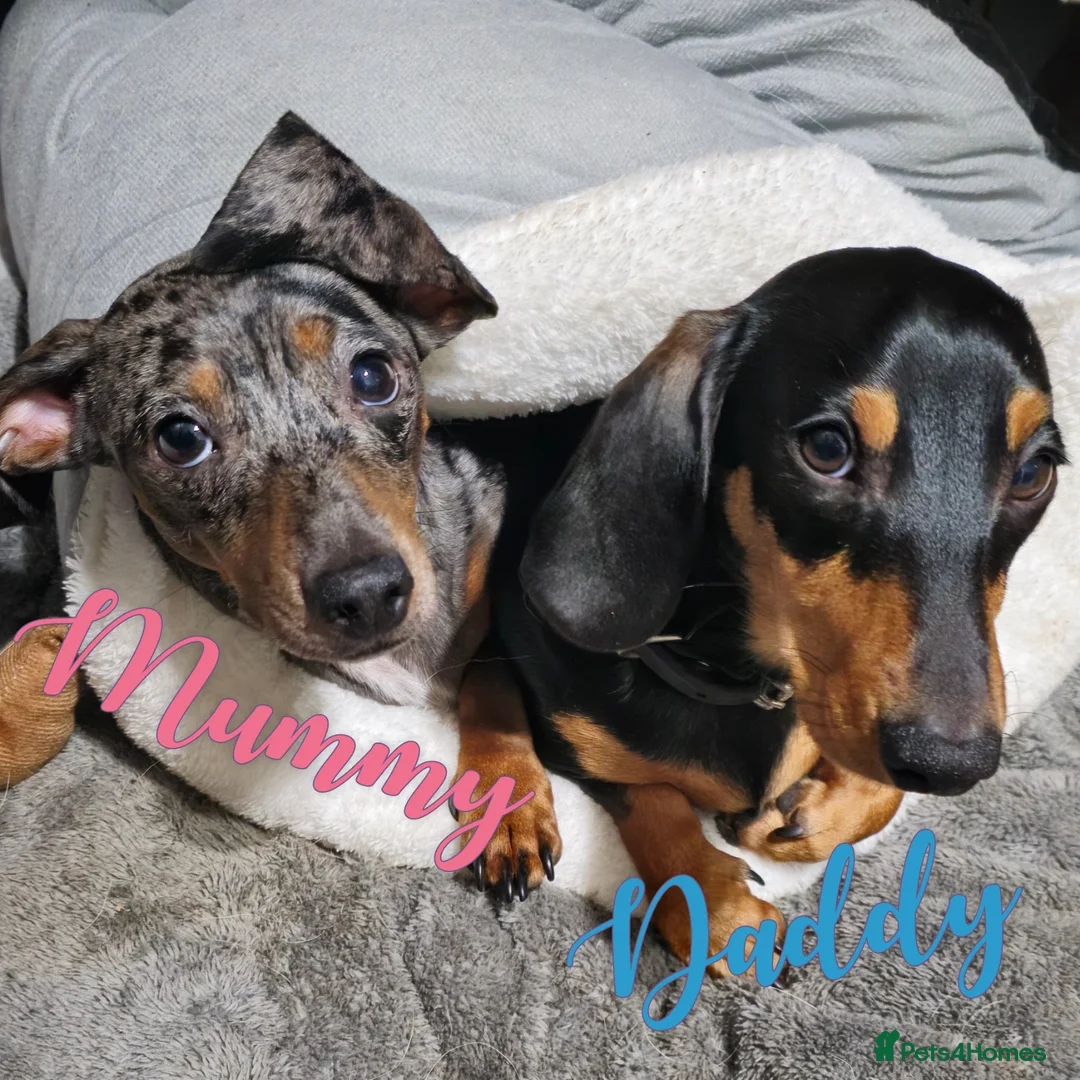 Miniature Dachshund dogs for sale: Miniature Dachshund Puppy, Blue and Cream Dapple - Advert 2