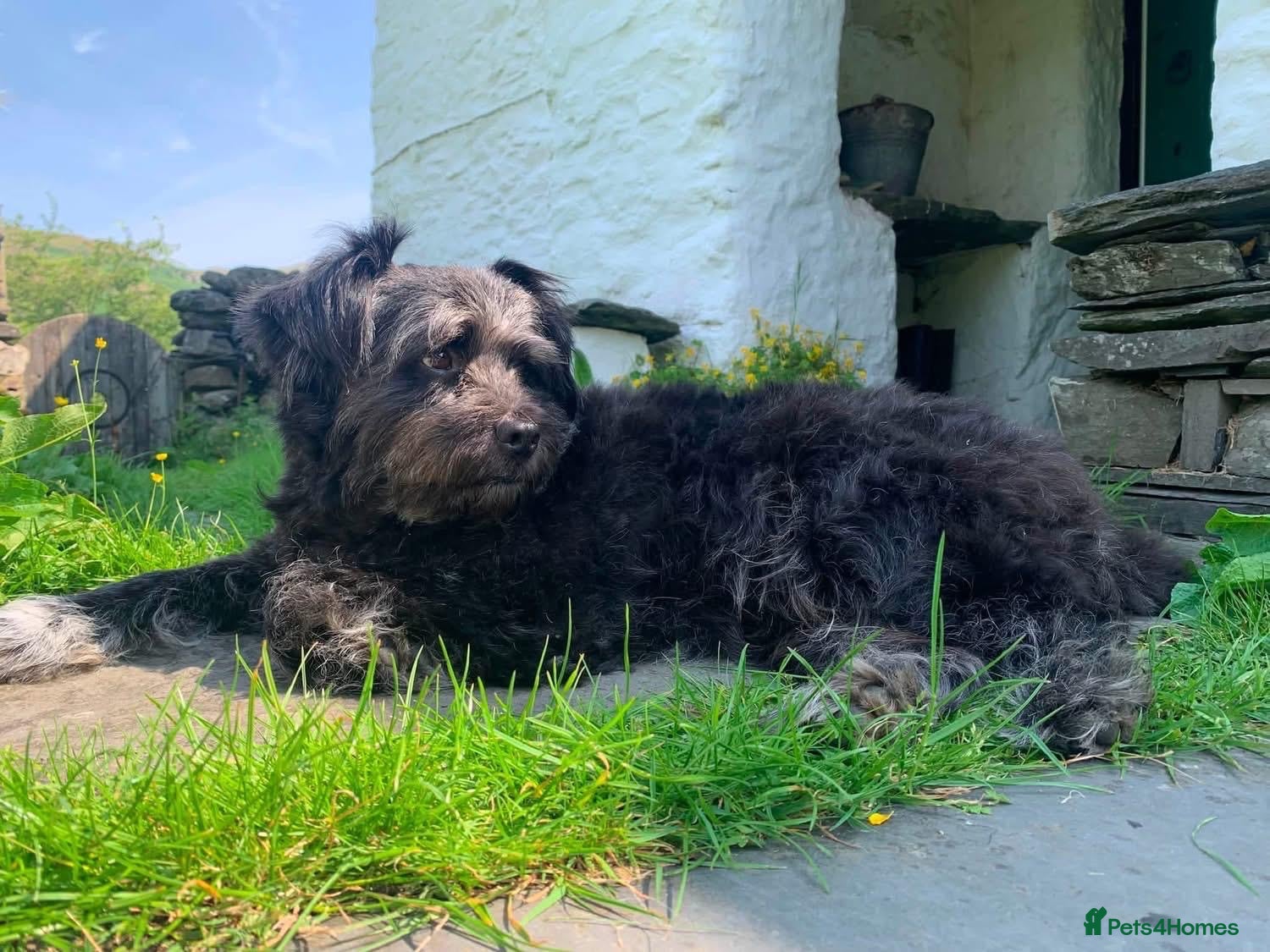 Mixed Breed dogs for adoption: Trev for adoption 4 years old  - Advert 1