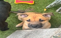 Mixed Breed dogs for sale: Only 1 females left! Stunning bullherder pups  - Advert 9