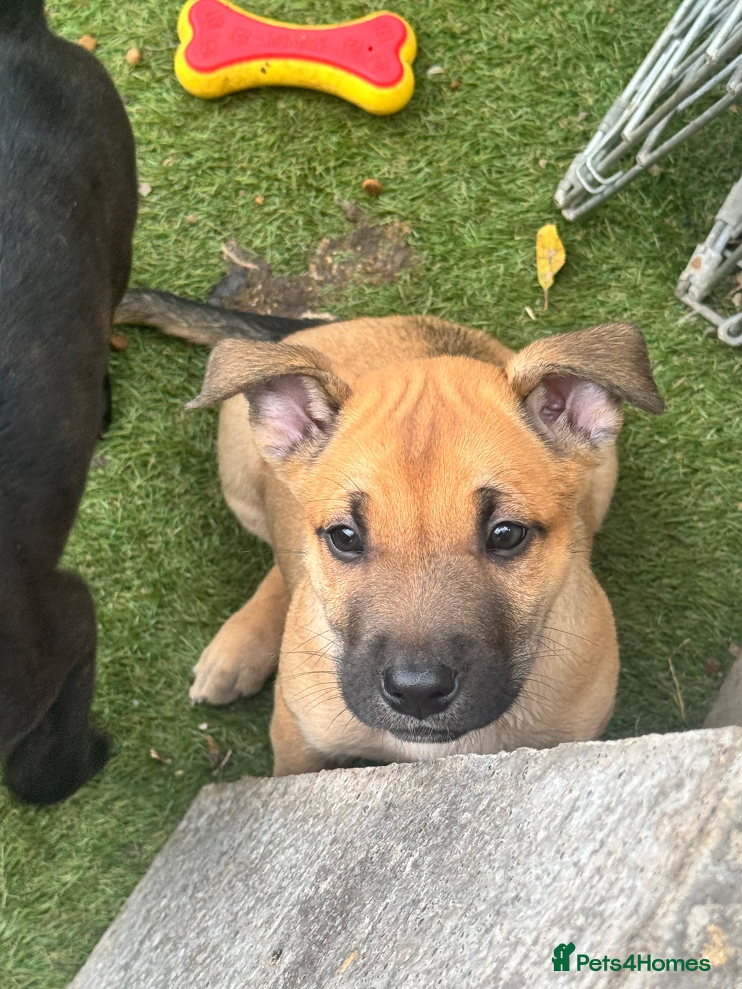 Mixed Breed dogs for sale: Only 1 females left! Stunning bullherder pups  - Advert 9