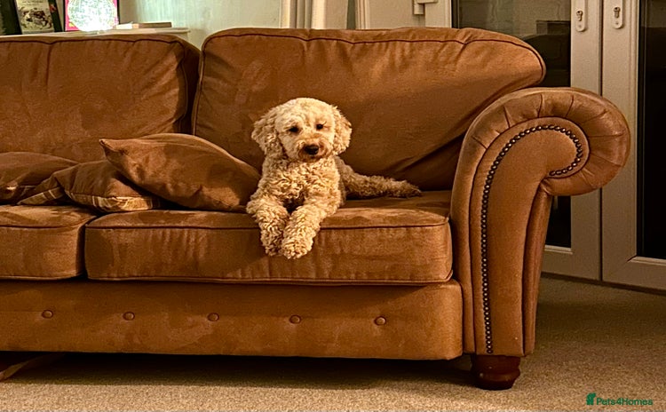 Cavapoo dogs - Advert 2