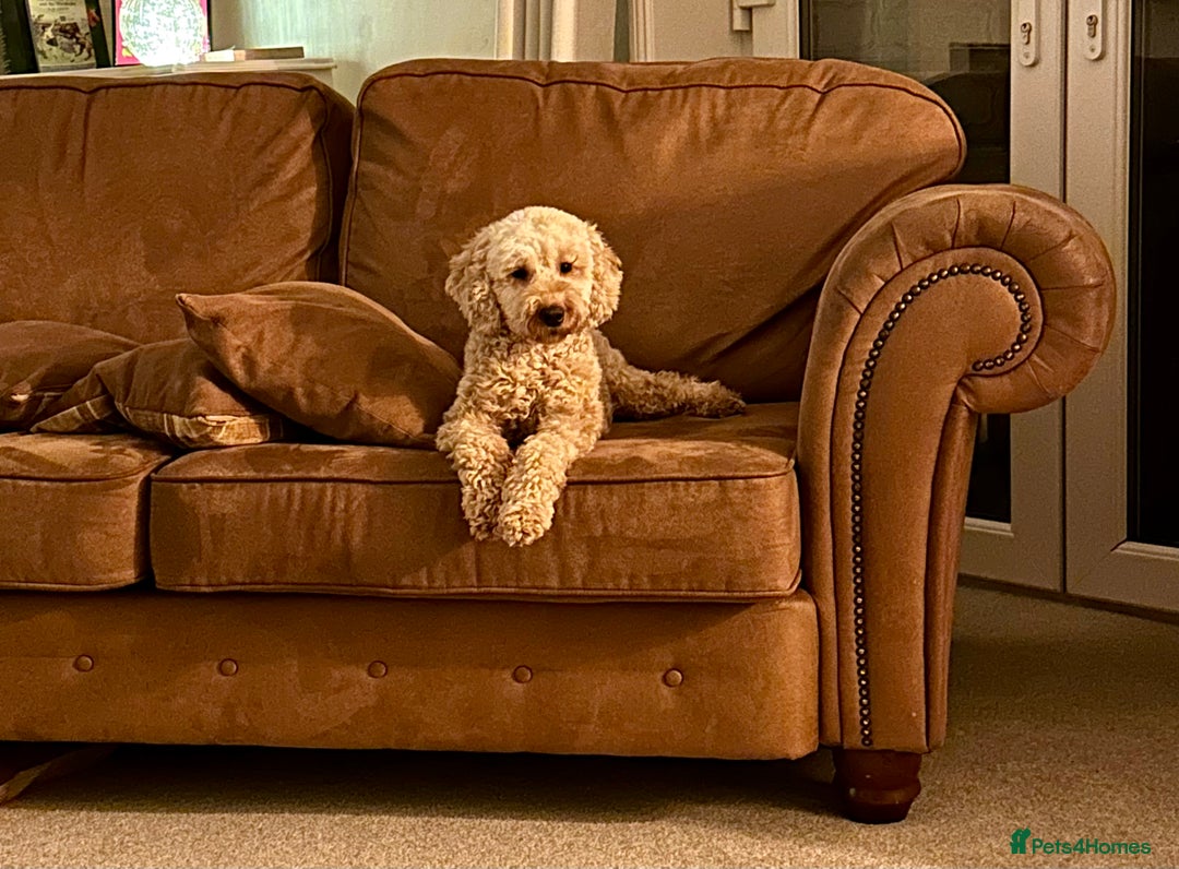 Cavapoo dogs for sale: F1 Cavapoo Pups Due Soon! 🍫Chocolate Carriers🍫  - Image 1