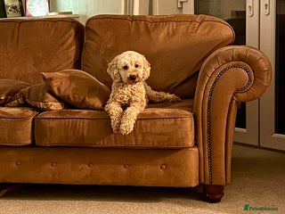 Cavapoo dogs - Advert 6