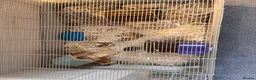 Hamster rodents for sale: Hamster for sale in Denbigh - Advert 4
