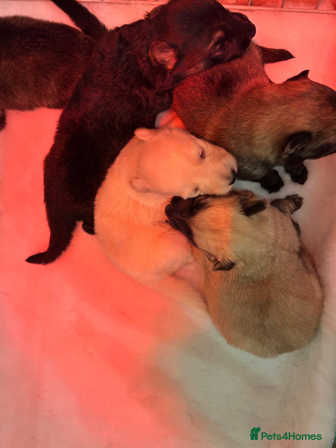 German Shepherd dogs for sale: German Shepherd puppies - Advert 7