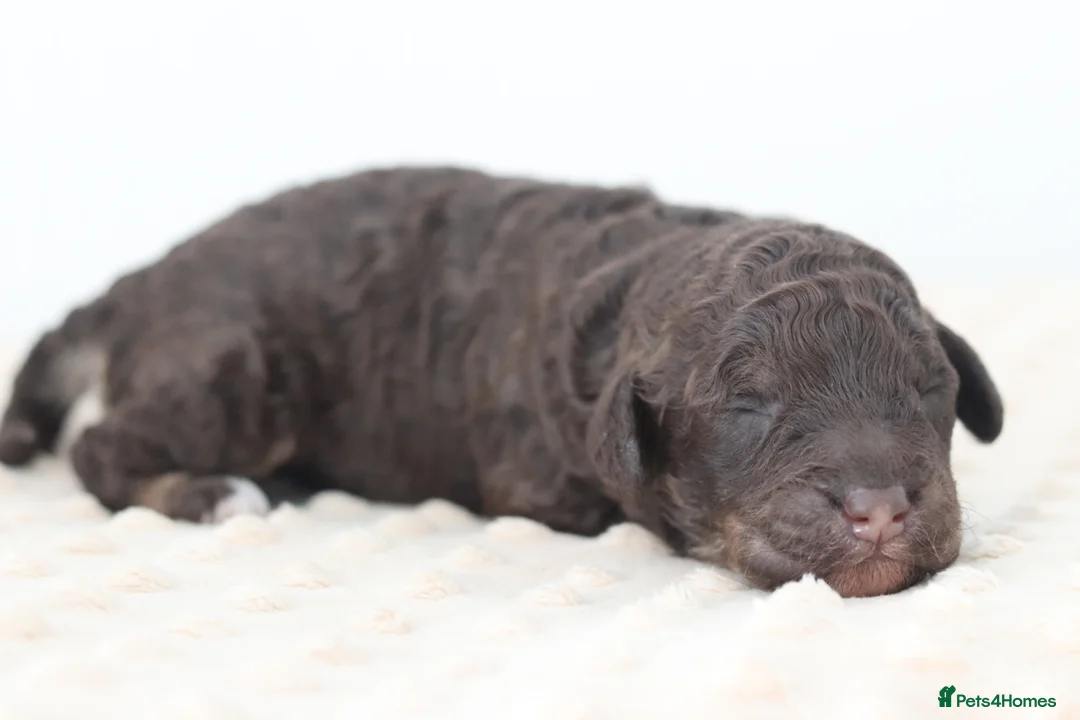 Cockapoo dogs for sale: Stunning Merle/phantom cockapoo litter in Ashby-de-la-Zouch - Advert 17