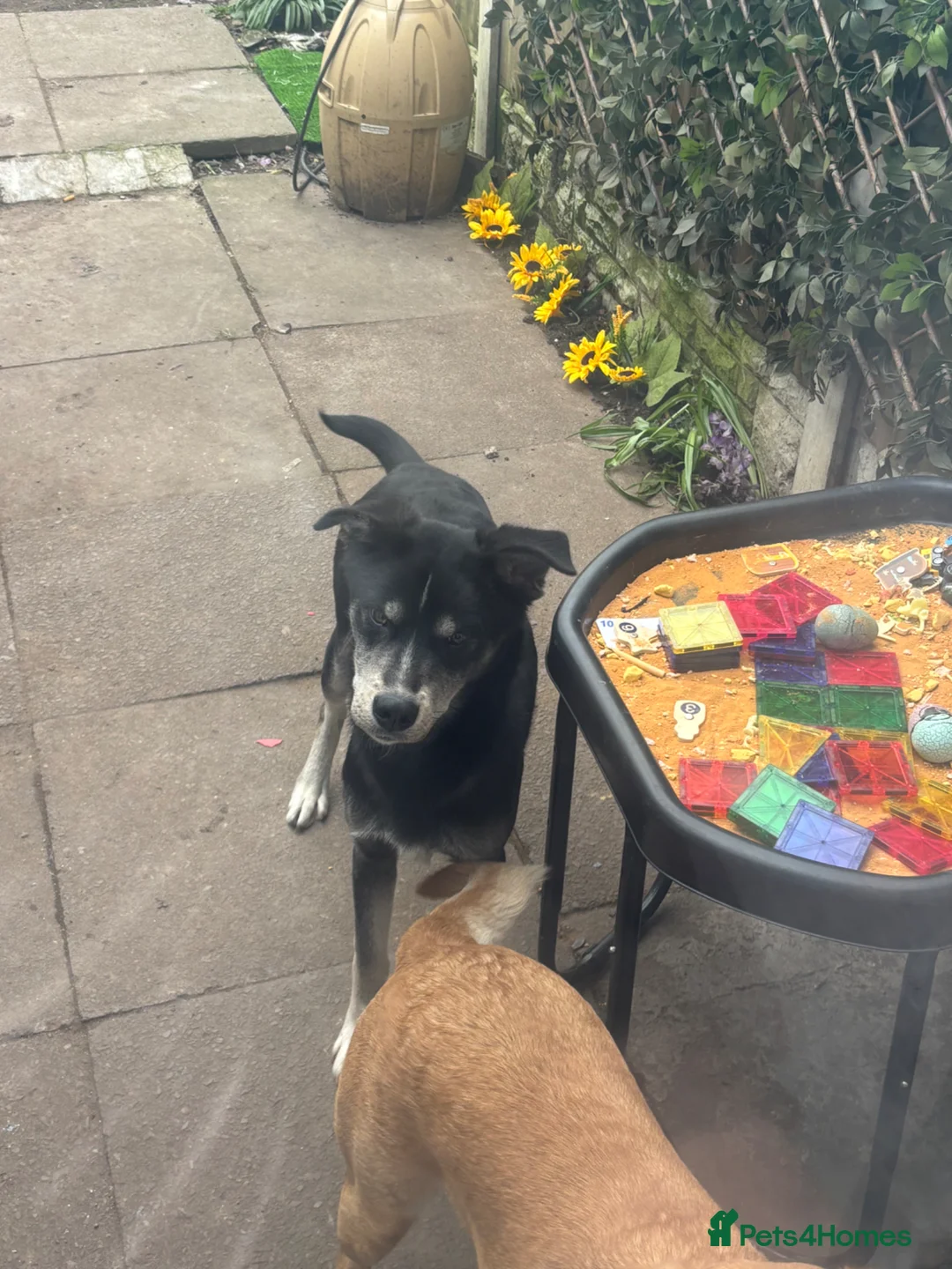 Mixed Breed dogs for sale: Matrix  - Advert 3